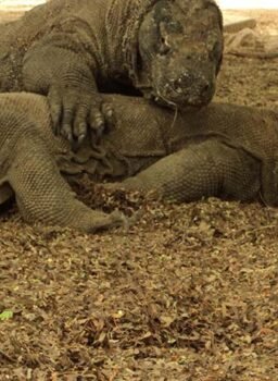 Komodo Island