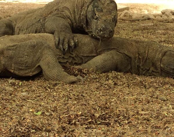 komodo island