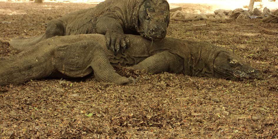 komodo island